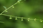 Phyllanthus maderaspatensis