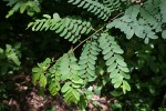 Phyllanthus ovalifolius
