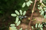 Phyllanthus ovalifolius