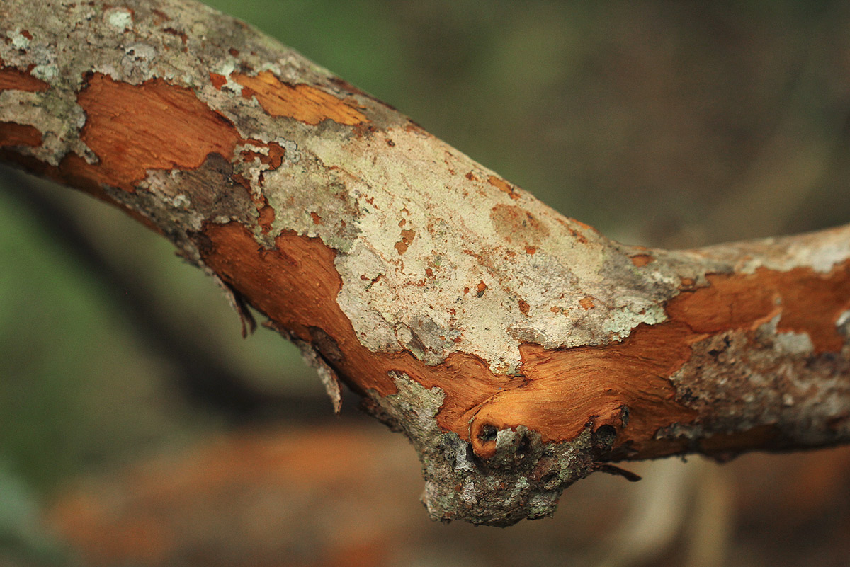 Hymenocardia acida