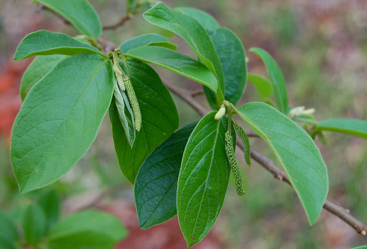Antidesma venosum