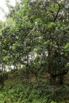 Uapaca sansibarica