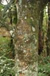 Uapaca sansibarica