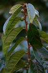 Bridelia atroviridis