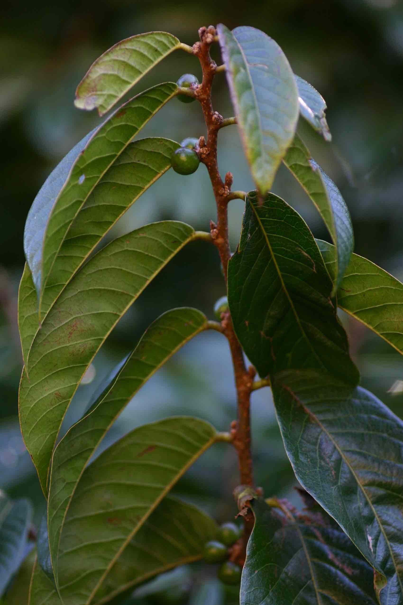 Bridelia atroviridis