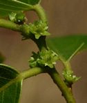 Bridelia micrantha