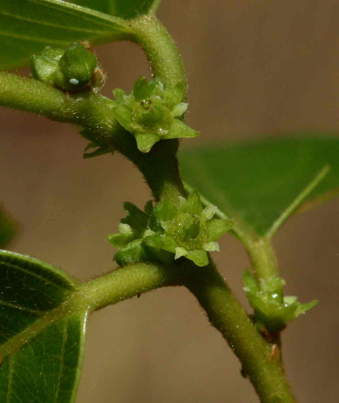 Bridelia micrantha