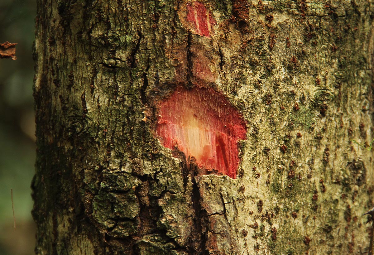 Bridelia micrantha
