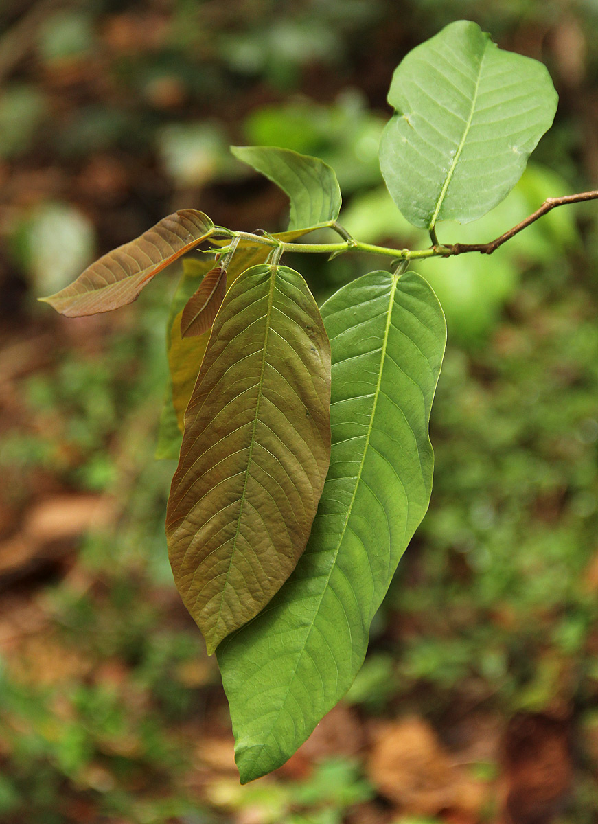 Bridelia micrantha