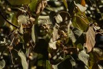 Croton macrostachyus