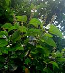 Croton sylvaticus