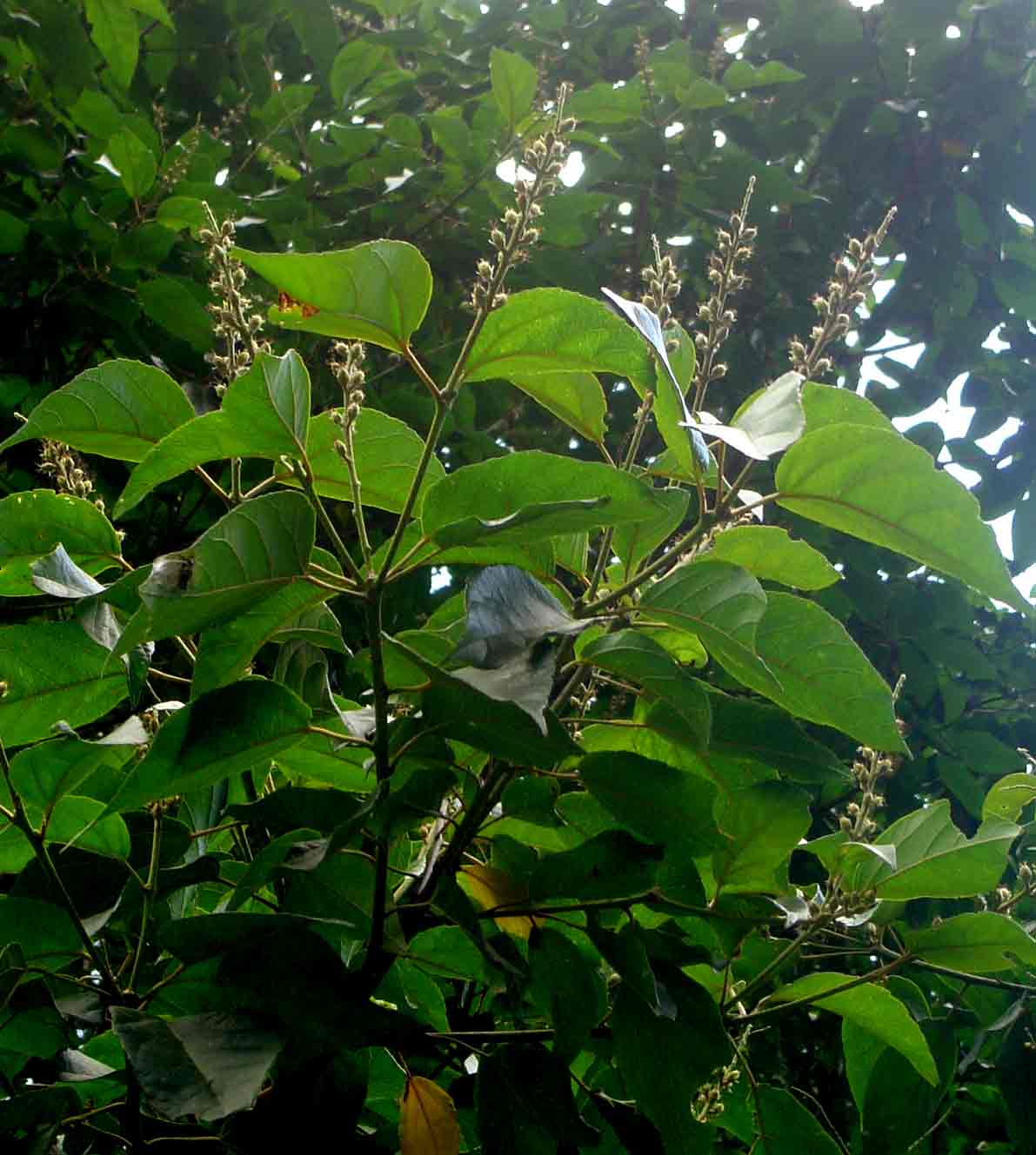 Croton sylvaticus
