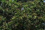 Croton sylvaticus