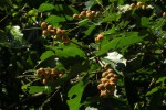 Croton sylvaticus