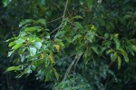 Croton sylvaticus