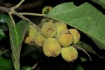 Croton sylvaticus