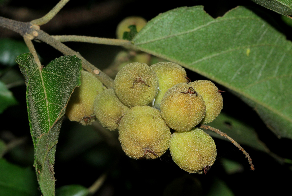 Croton sylvaticus