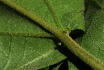 Croton sylvaticus