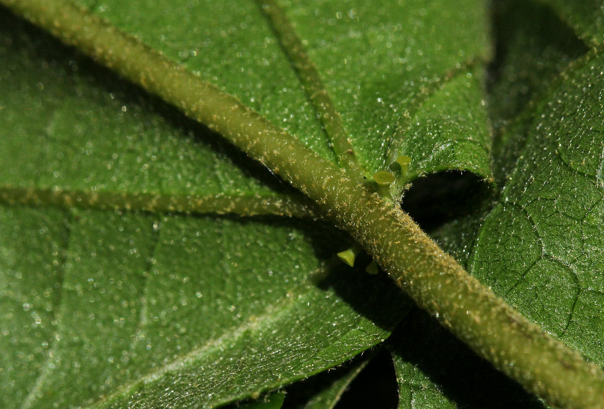 Croton sylvaticus