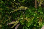 Croton sylvaticus