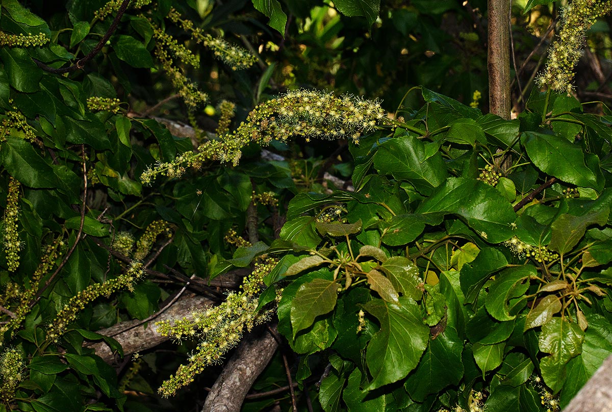 Croton sylvaticus