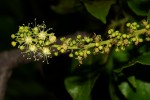 Croton sylvaticus