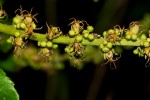 Croton sylvaticus