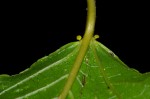 Croton sylvaticus