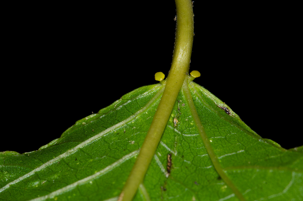 Croton sylvaticus