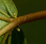 Croton sylvaticus