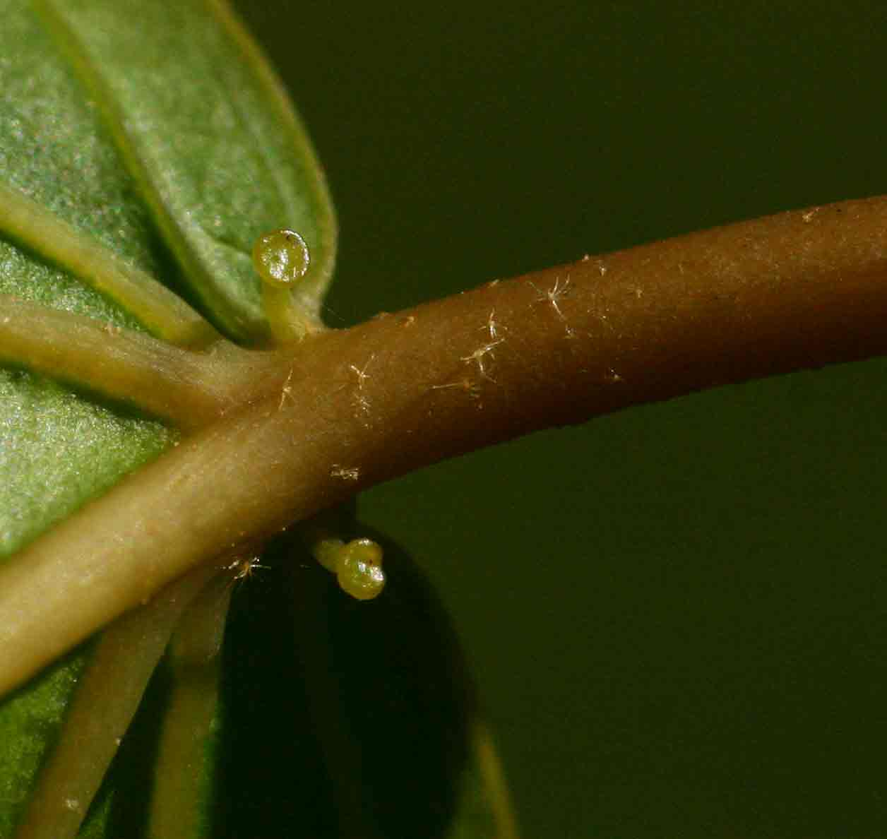 Croton sylvaticus