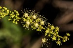 Croton sylvaticus