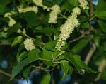 Croton sylvaticus