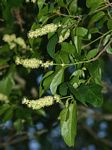 Croton sylvaticus
