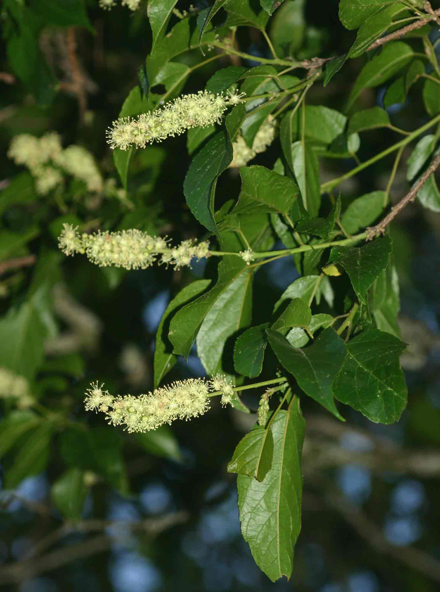 Croton sylvaticus