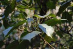 Croton sylvaticus