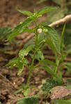 Micrococca mercurialis