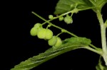 Micrococca mercurialis