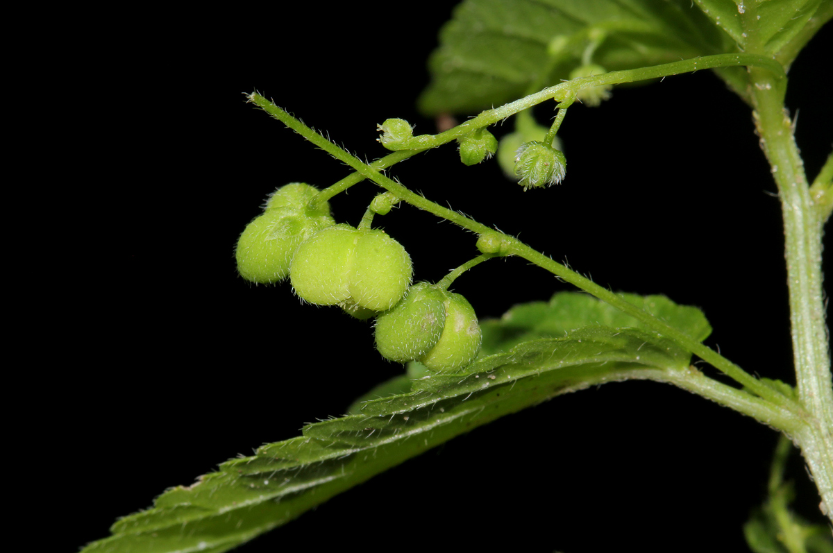 Micrococca mercurialis