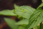 Micrococca mercurialis