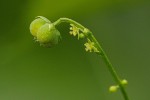 Micrococca mercurialis