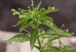 Micrococca mercurialis
