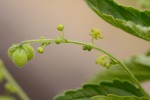 Micrococca mercurialis