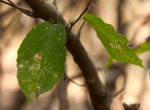 Alchornea laxiflora