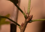 Alchornea laxiflora
