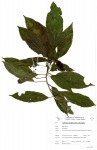 Alchornea laxiflora