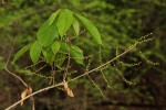 Alchornea laxiflora