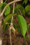 Alchornea laxiflora
