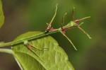 Alchornea laxiflora