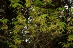 Alchornea laxiflora